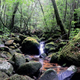 The native habitat of the Elfin mountain toad (Image: Nikolay A. Poyarkov Jr.)